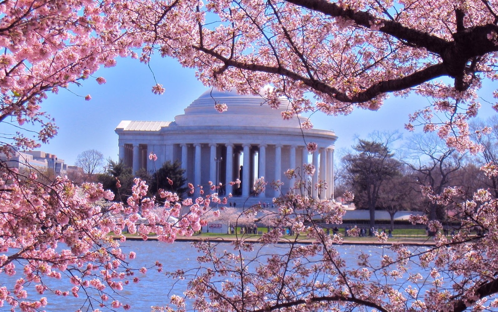 Mùa hoa anh đào nở ở thành phố Washington