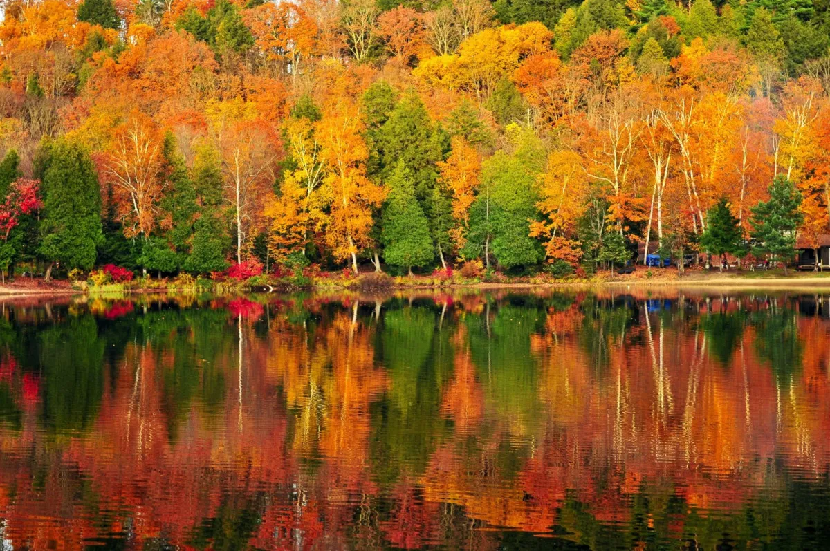 Công viên Tỉnh Algonquin, Ontario vào thu 