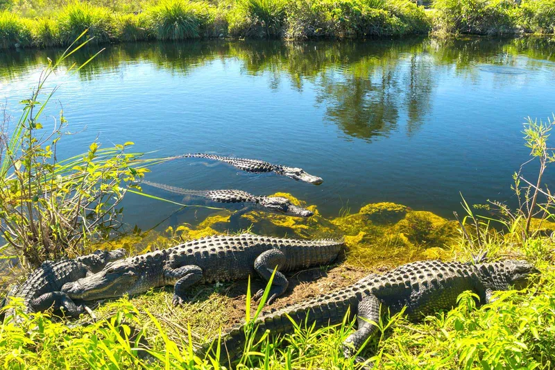 Công viên quốc gia Everglades